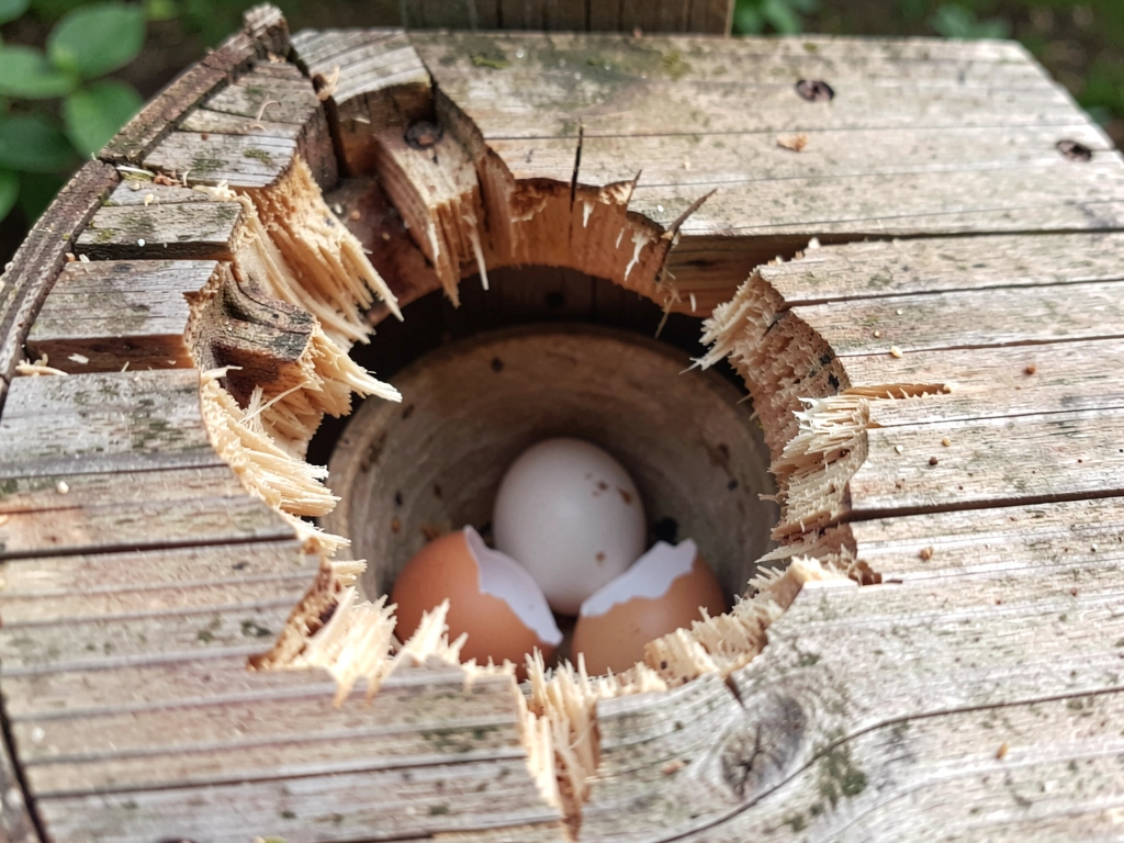 Close-up of a birdhouse entry hole with gnawed enlargement and shell fragments