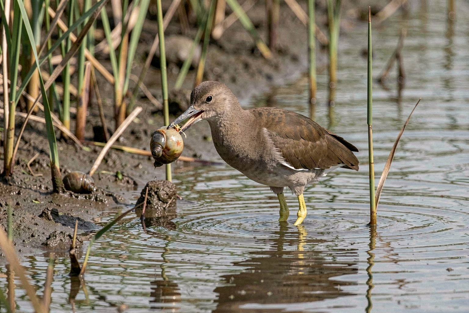 What Bird Eats Apple Snails in Florida and How to Tell