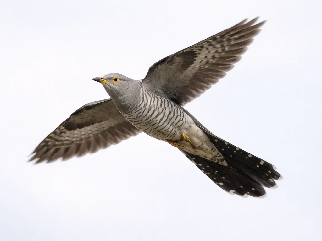 Common cuckoo in flight, showing barred grey-and-white underside and long tail silhouette.
