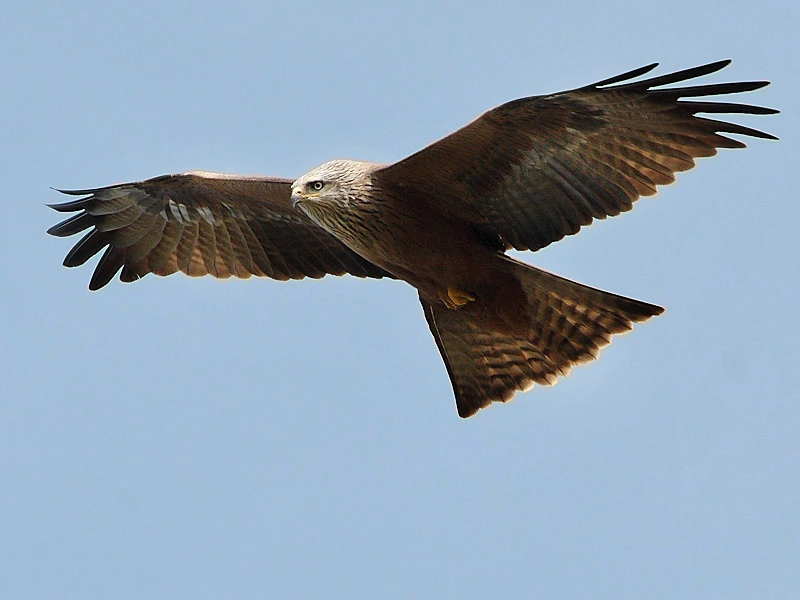 Cheel bird meaning in English: what it refers to