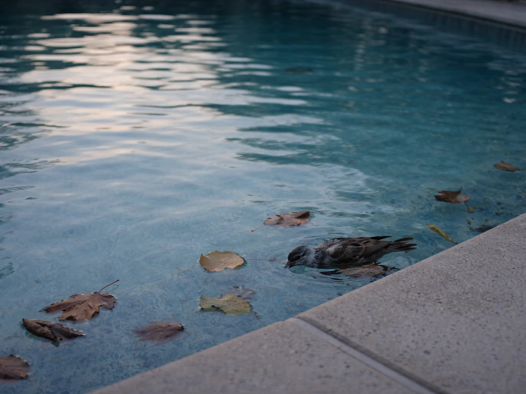 dead bird in the pool meaning