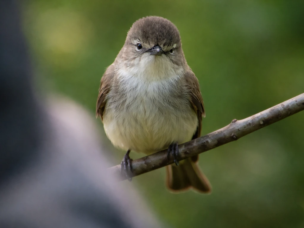 A wild bird close-up mid-blink, facing a person at a respectful distance outdoors