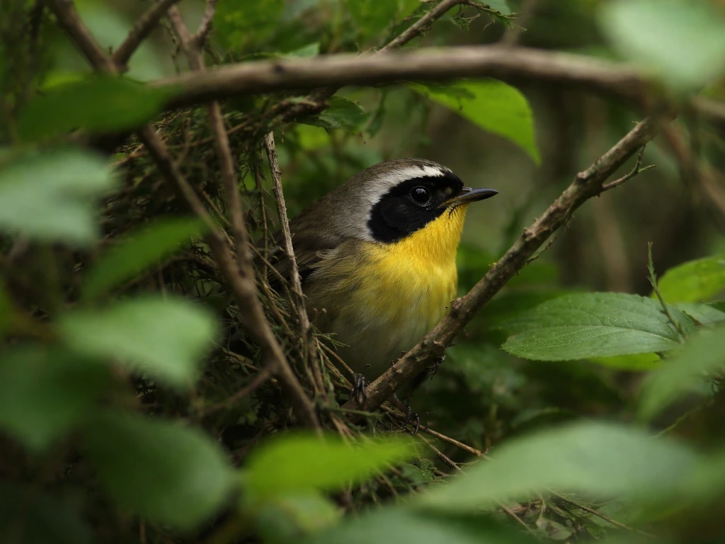 A small bird tucked into dense branches, partially hidden in foliage for predator cover