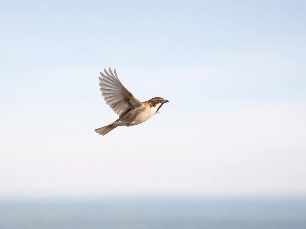 A small bird flying freely in midair against a pale blue sky.