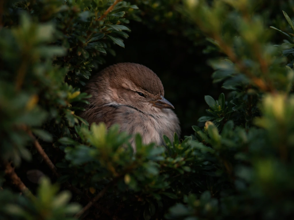 Small songbird tucked into dense shrub at dusk, roosting with head tucked for safe resting posture.