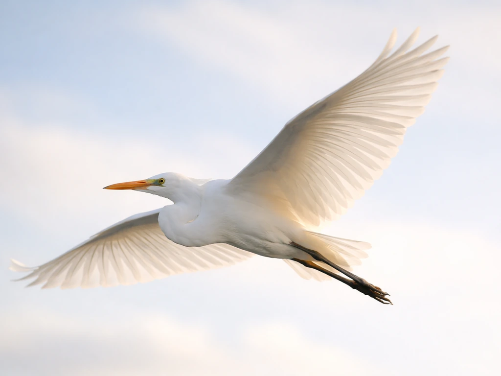 Close-up of a white egret or dove in flight, showing detailed wings and soft light.