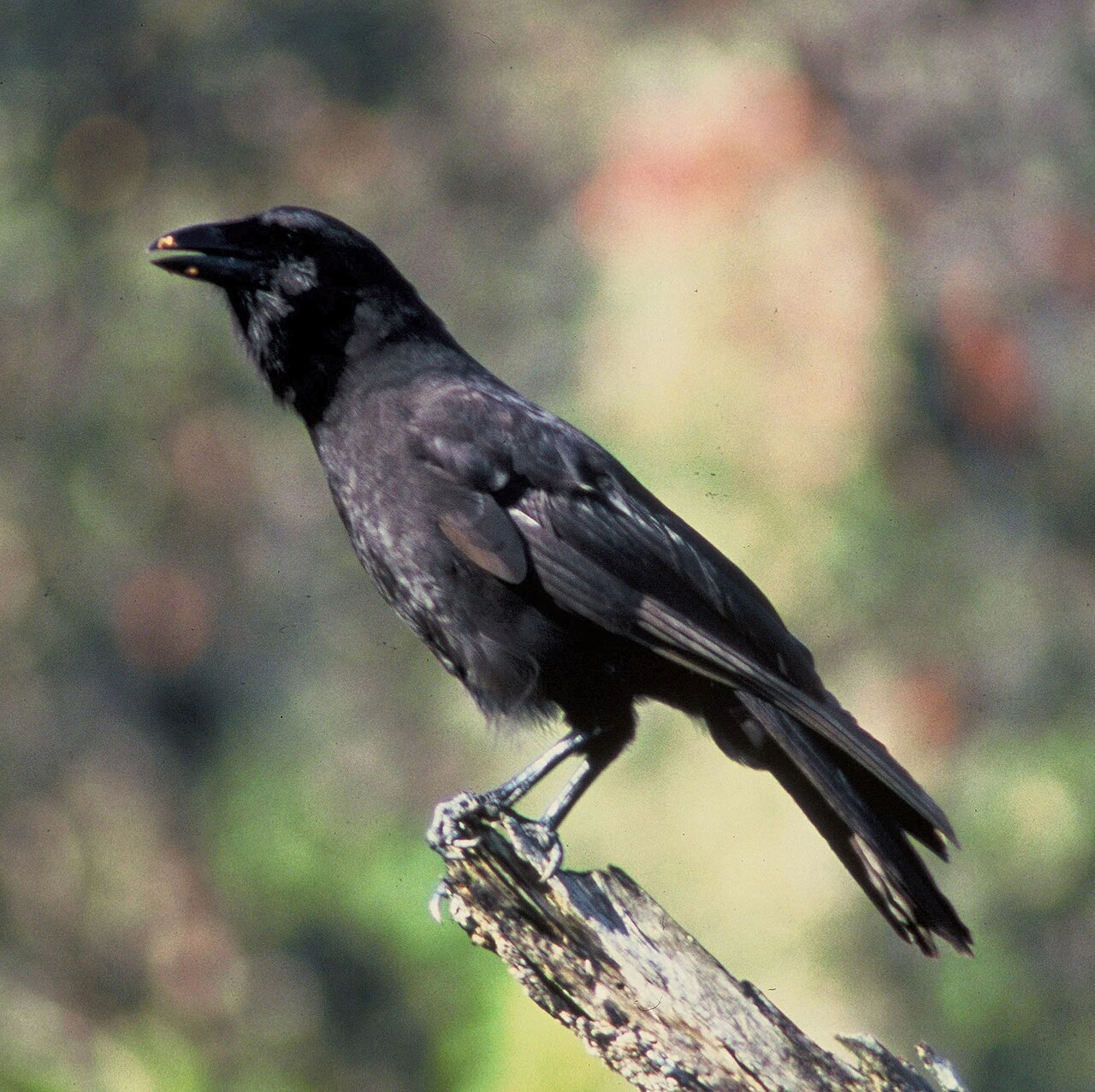 A Hawaiian crow (ʻAlalā) perched on a branch in a natural setting.