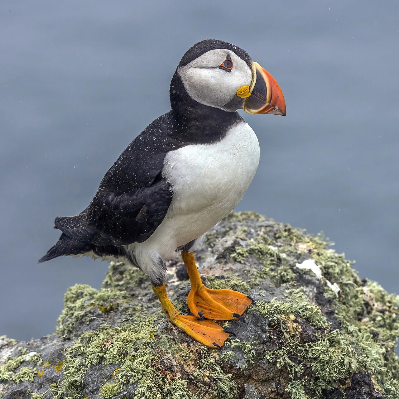 Atlantic puffin standing on a mossy rock against a soft gray background
