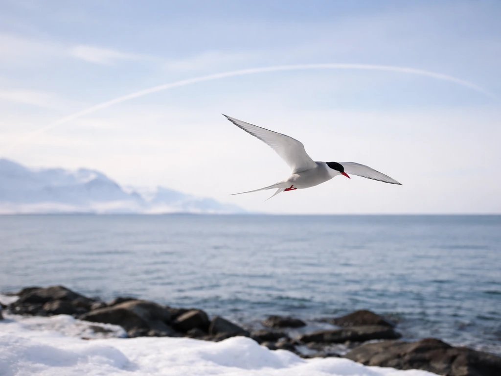 Arctic tern in flight over a snowy seascape with a faint, approximate migration path in the background