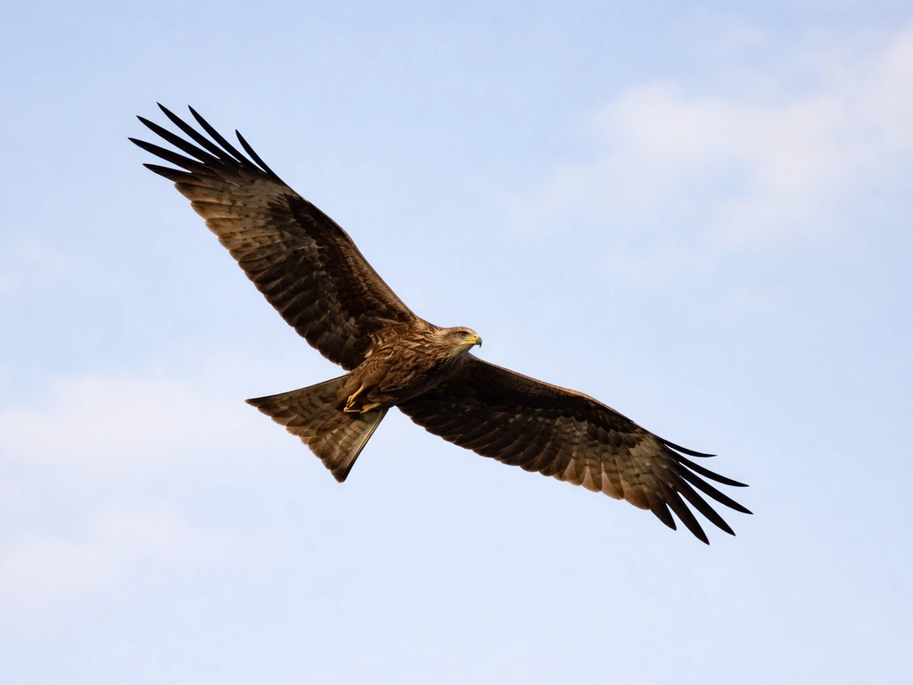 A Black Kite soaring in open sky with wings spread and forked tail visible.