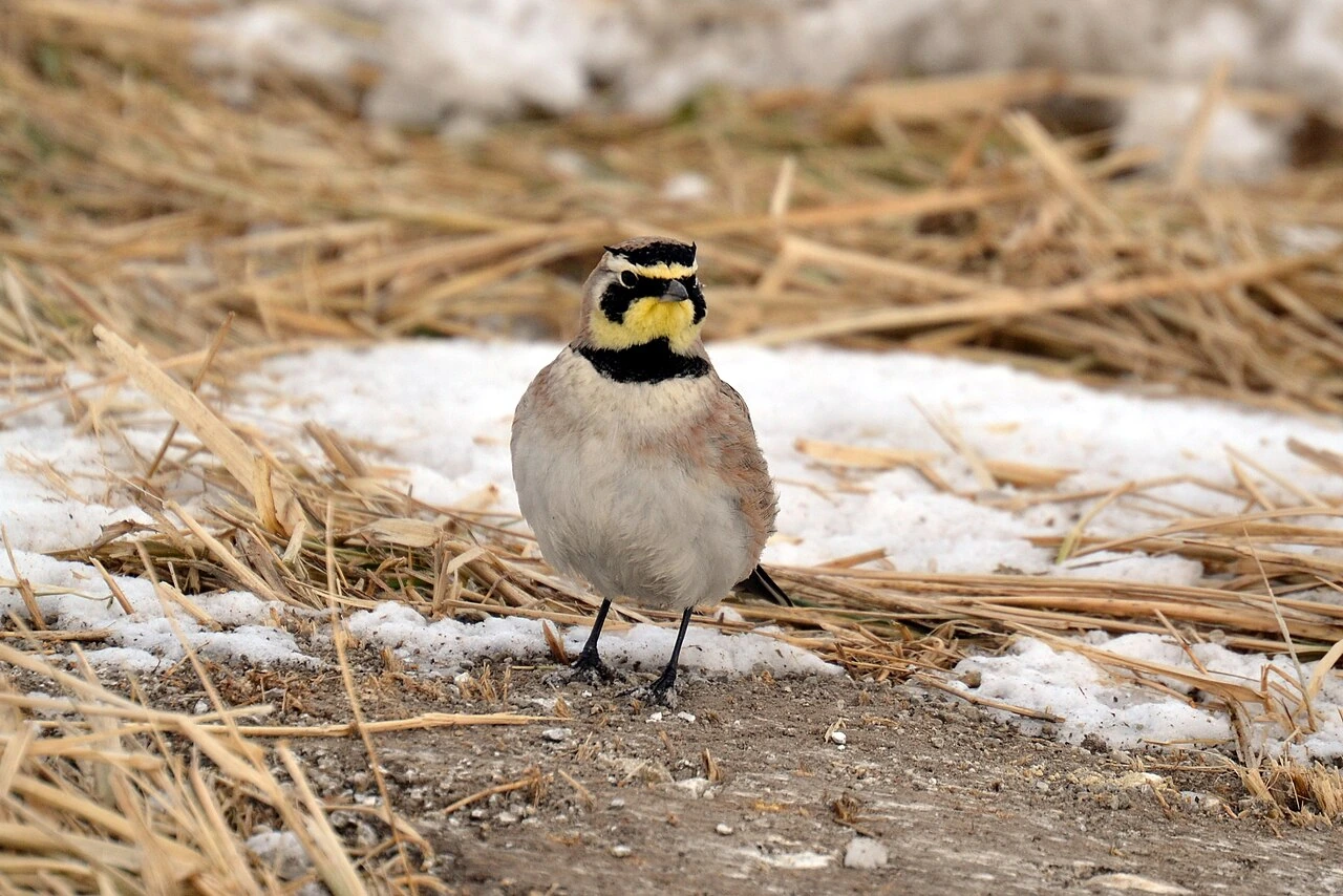 Horned Lark standing on snowy ground