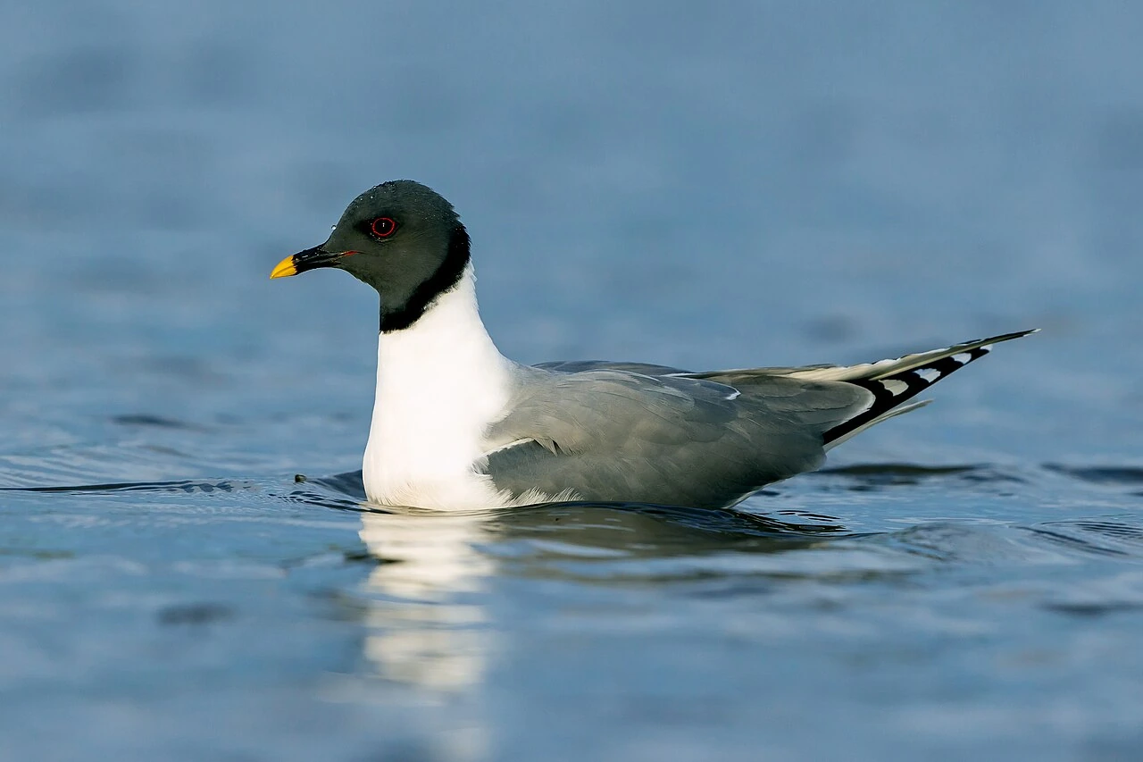 How to Pronounce Xeme Bird: Say It Like This