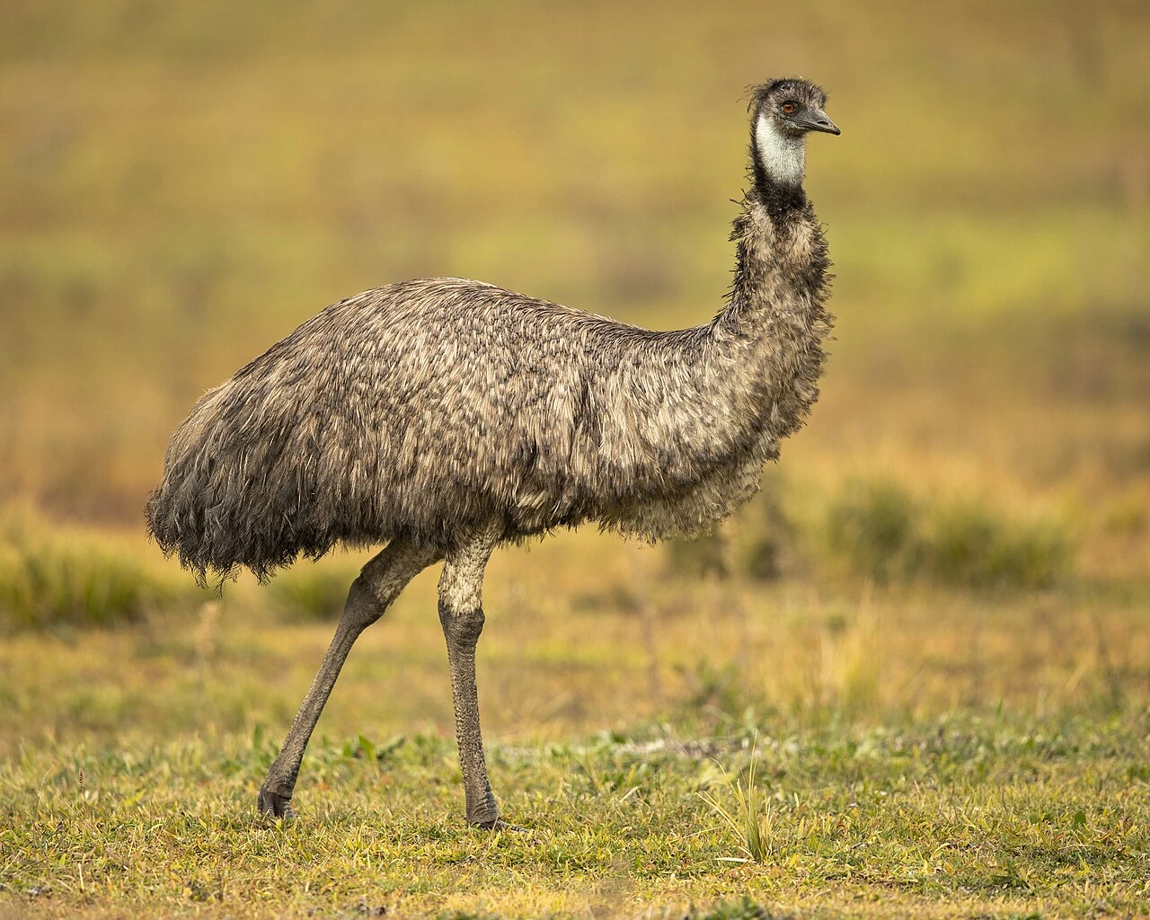 Photo of Emu (common emu)