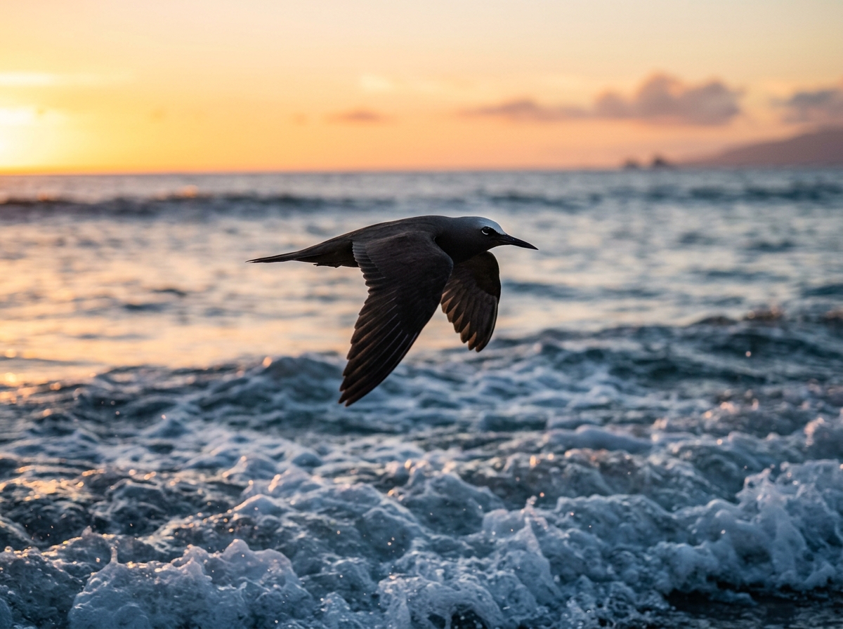 Noio (black noddy) terbang di atas lautan Hawaii