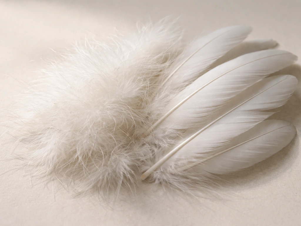 Fluffy white down feathers beside firmer contour feathers showing layered bird plumage texture