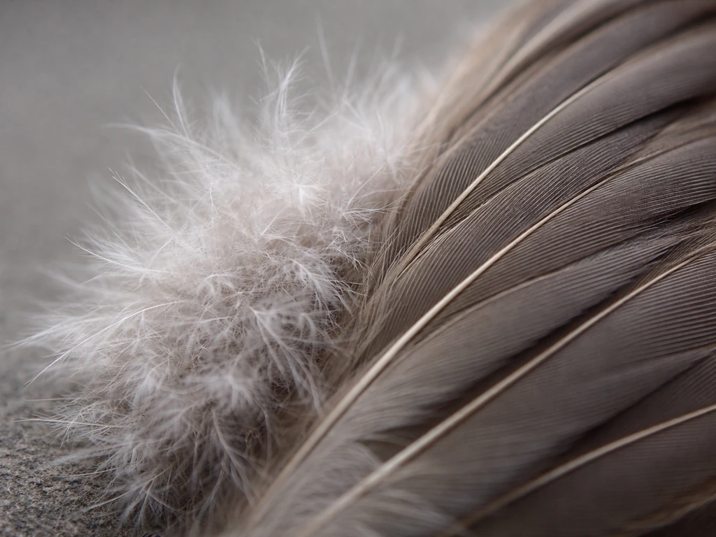 Macro close-up of bird feathers showing fluffy down next to smoother outer contour feathers.