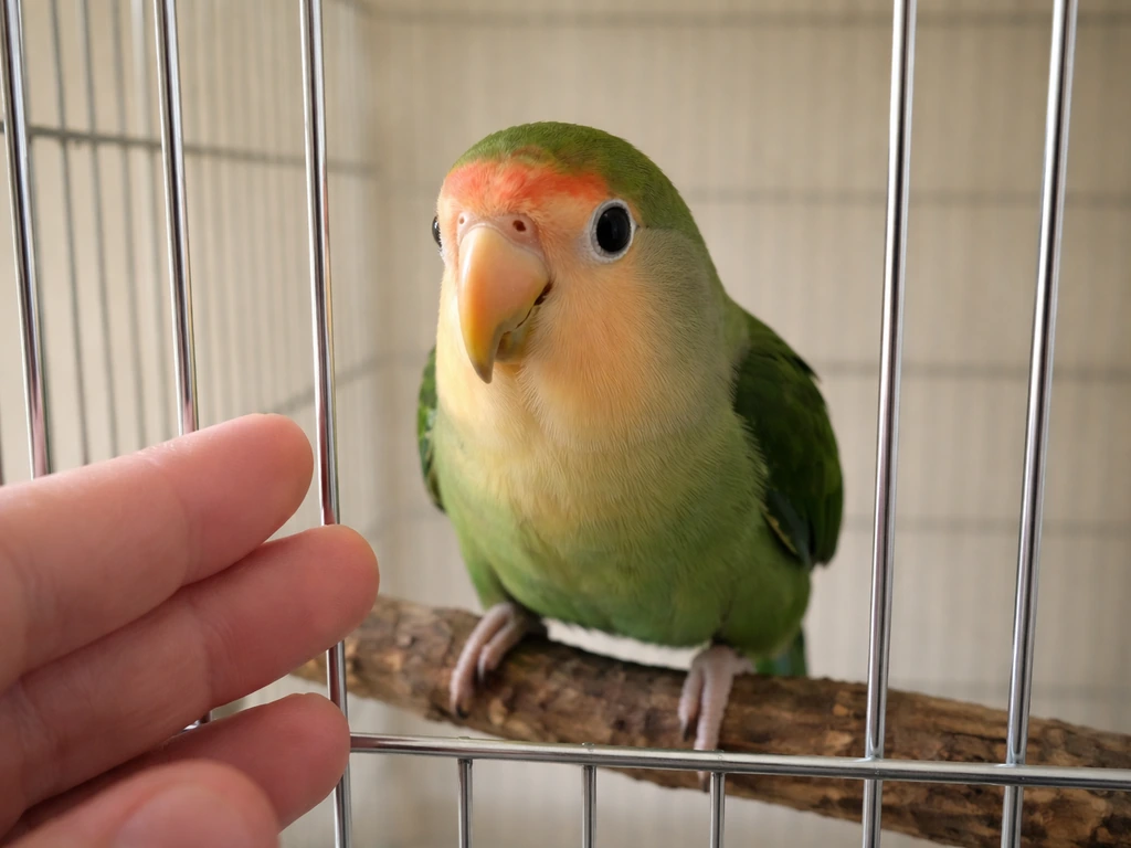 Calm parrot approaches the enclosure front as a handler’s hand stays still nearby.