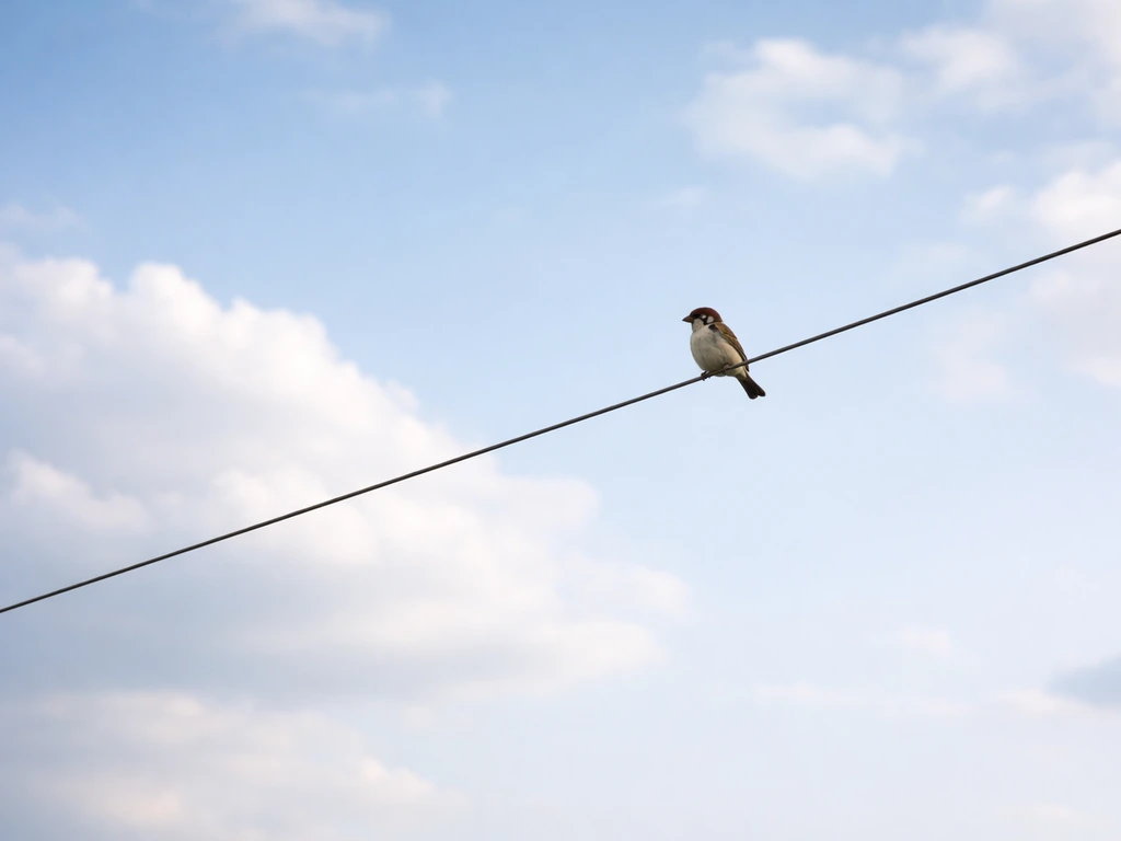 A small bird perched on a thin wire against an open sky, suggesting constrained freedom.