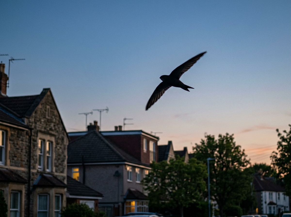 Swift Bird Meaning: Literal Swifts and Symbolic Interpretations