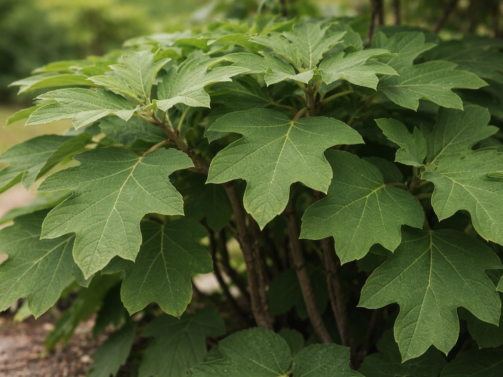 Close-up of oakleaf hydrangea’s lobed leaves and multi-stem branches in soft natural light.