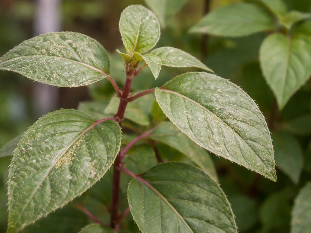 Close-up of fuchsia foliage with visible pest damage, paired with clearer leaves in the background