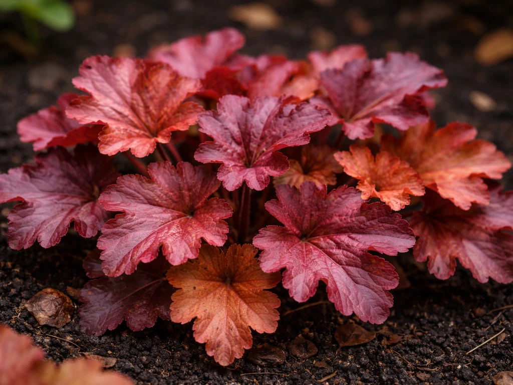 heuchera how to grow