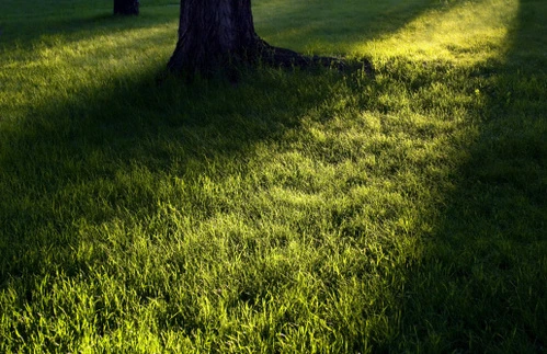 Gazon partiellement à l’ombre sous un arbre