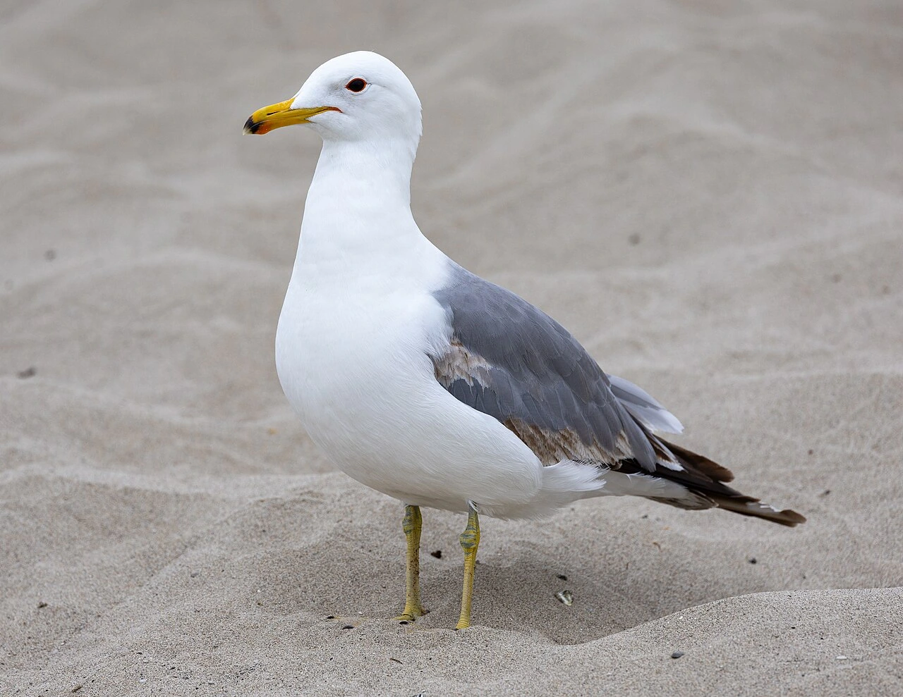 Adult California gull standing on sandy beach