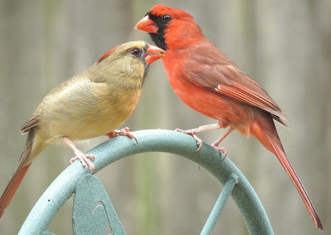 what is the west virginia state bird