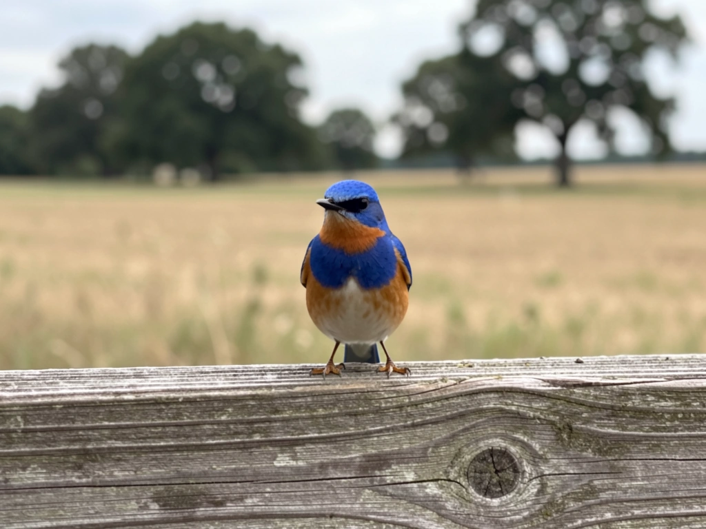 what is the new york state bird