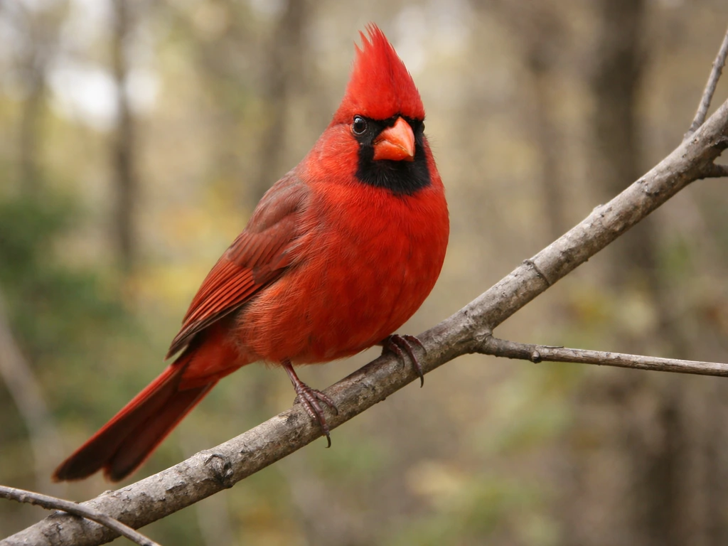 Male northern cardinal perched on a branch, showing crest, red plumage, and black face mask in natural light.