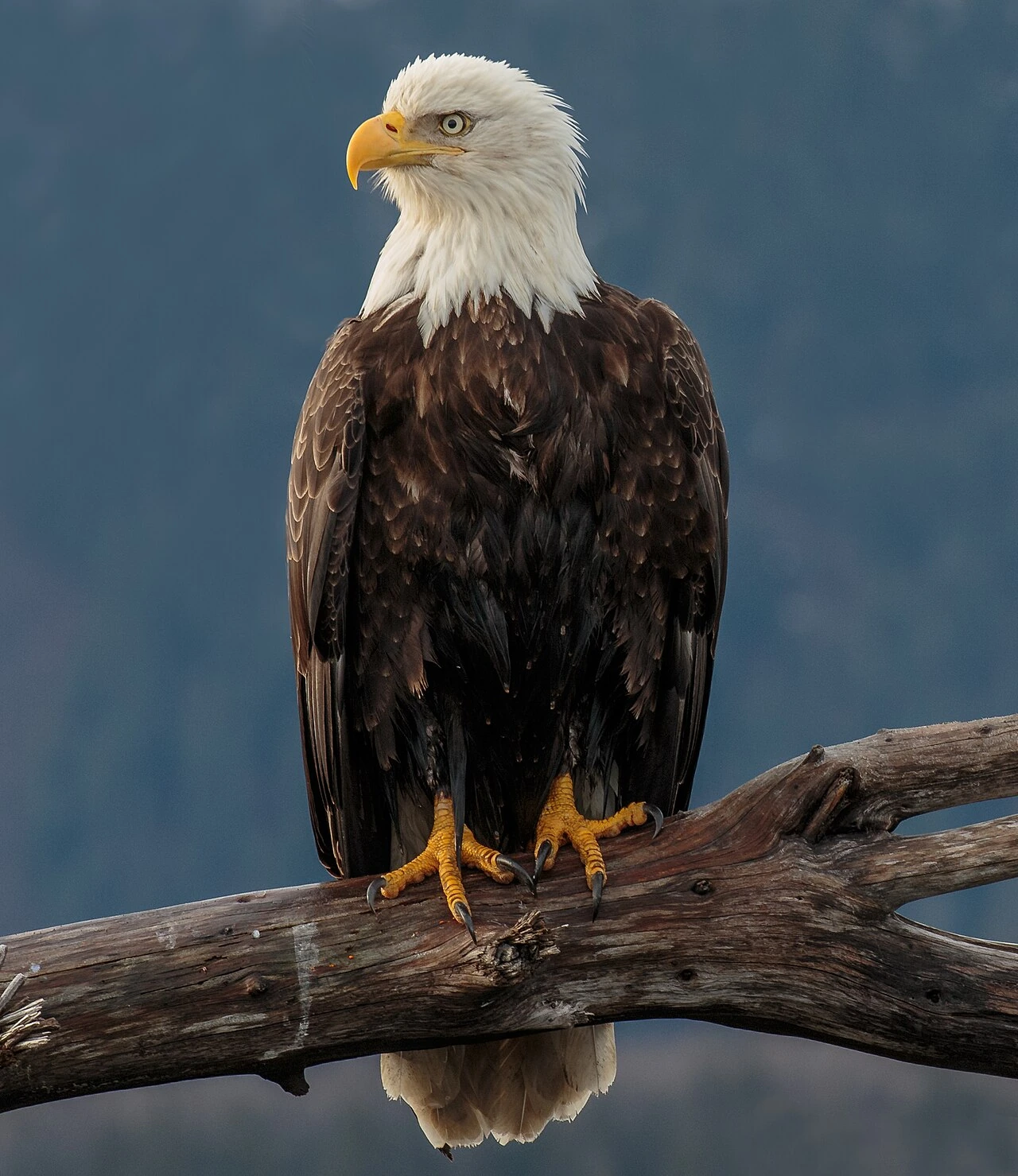 Bald eagle perched on a branch against a blurred blue background