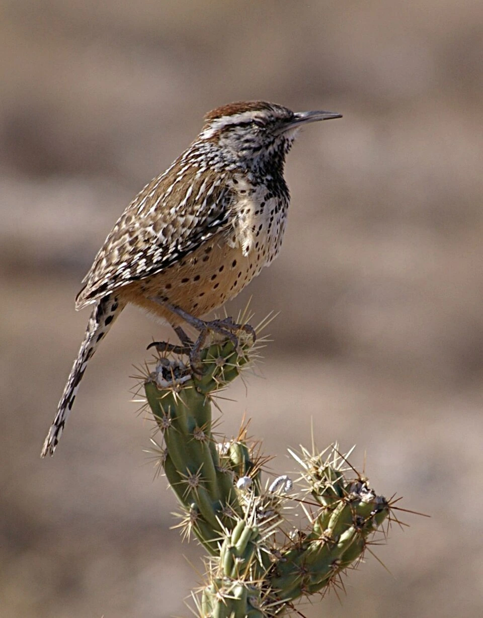 Photo of Cactus Wren (Heleodytes brunneicapillus couesi) Arizona state bird