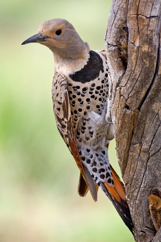 Northern Flicker perched on a tree trunk, shown in a clear wildlife photo with the bird’s spotted plumage and yellow-sha