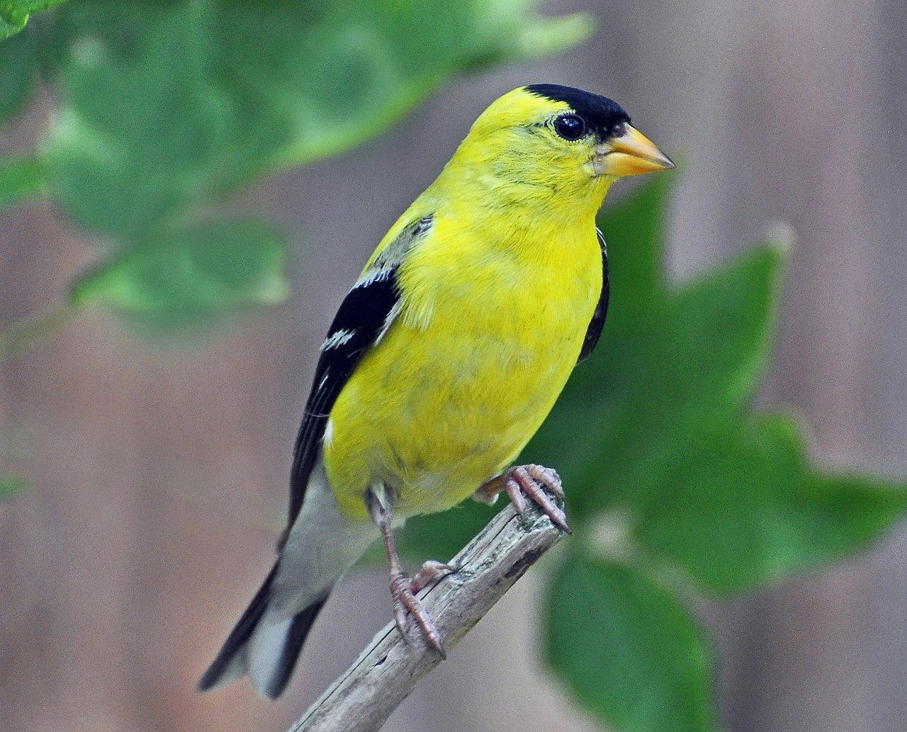 What Is Washington State’s State Bird? Compare With DC