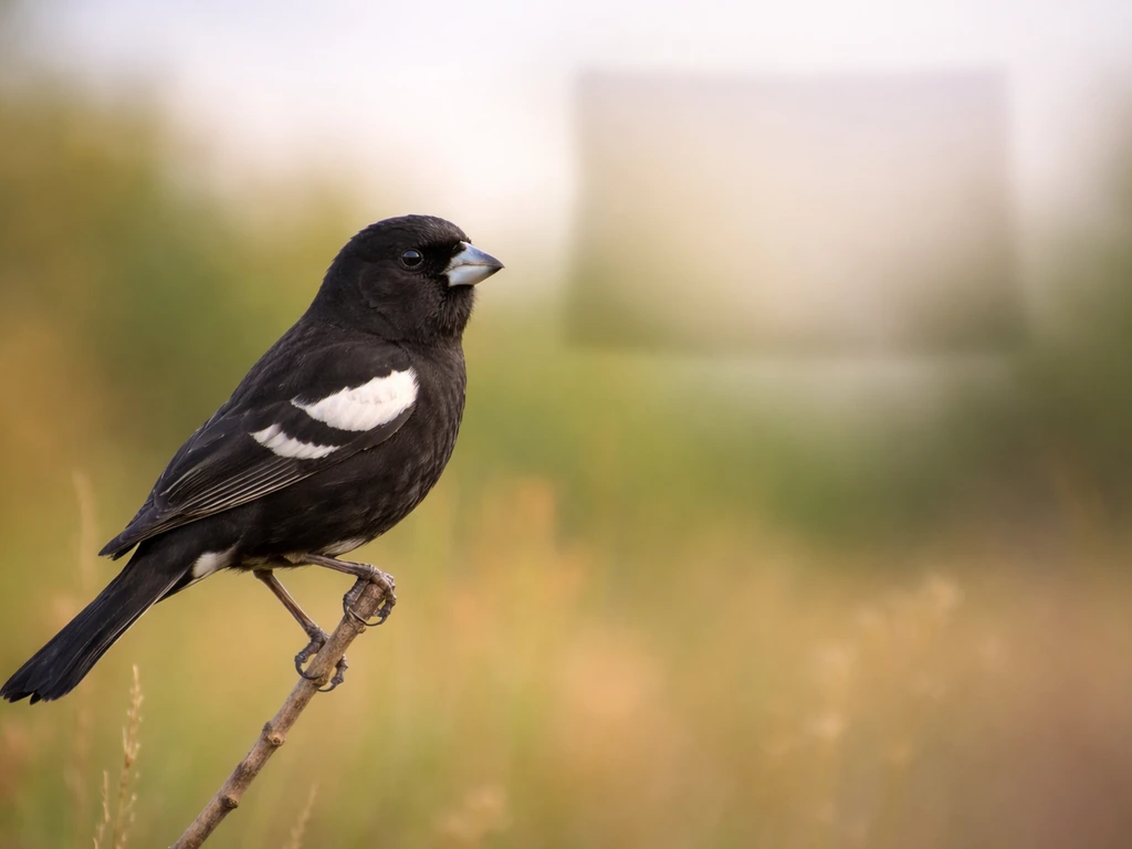 Lark bunting perched on a twig with a subtle Colorado silhouette in the blurred background