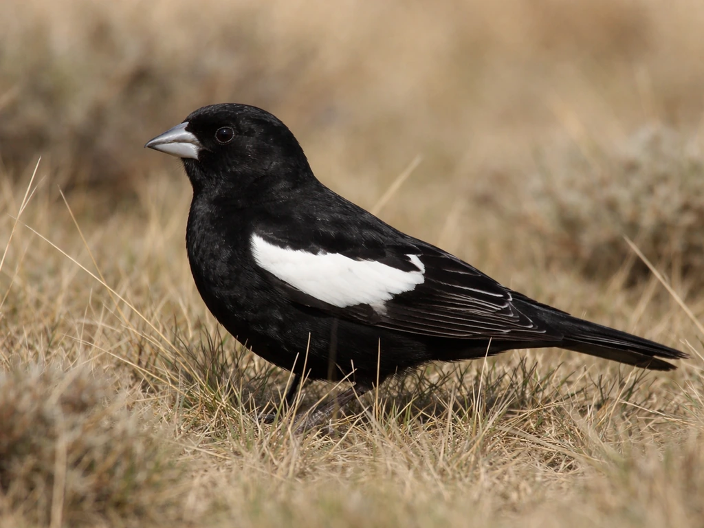 Breeding male lark bunting perched in grass, all-black body with a distinct white wing patch