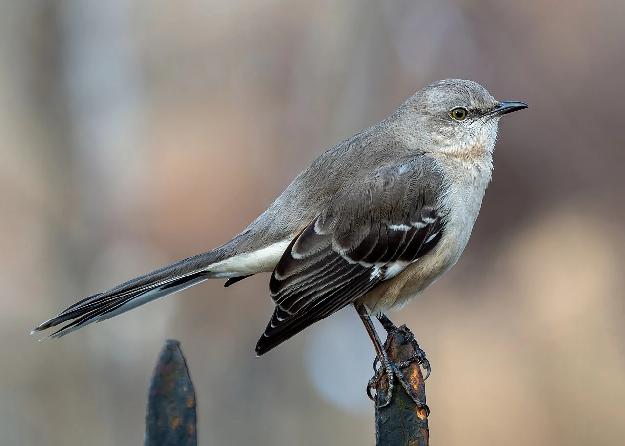 What Is the Tennessee State Bird? Identification and History