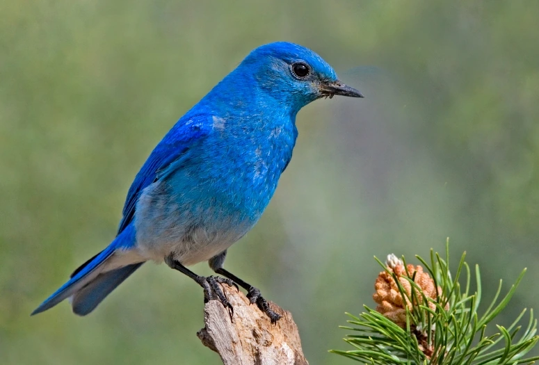 what is the idaho state bird