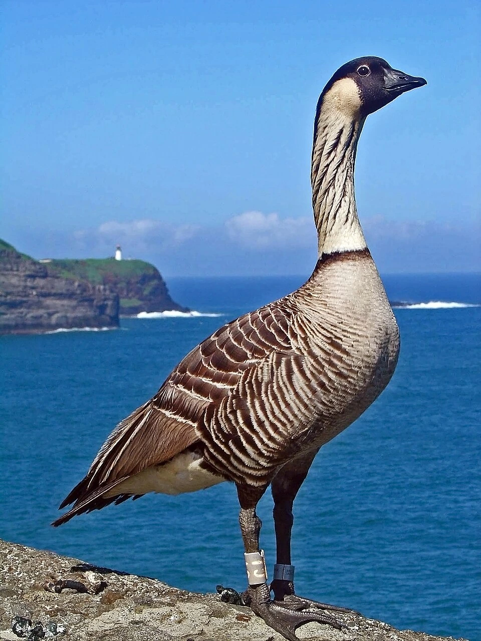 Photo of Nēnē (Nēnē goose) Hawaiian state bird