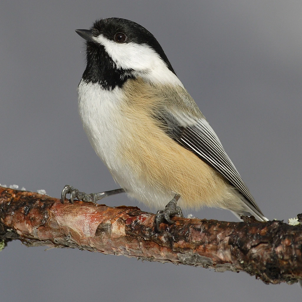 Black-capped chickadee perched on a branch
