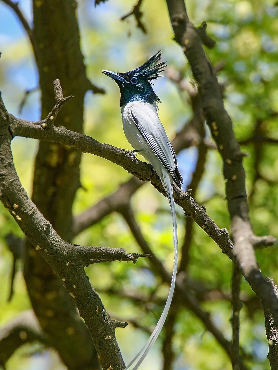 Photo of The Indian Paradise Flycatcher Is the State Bird of Which US State?