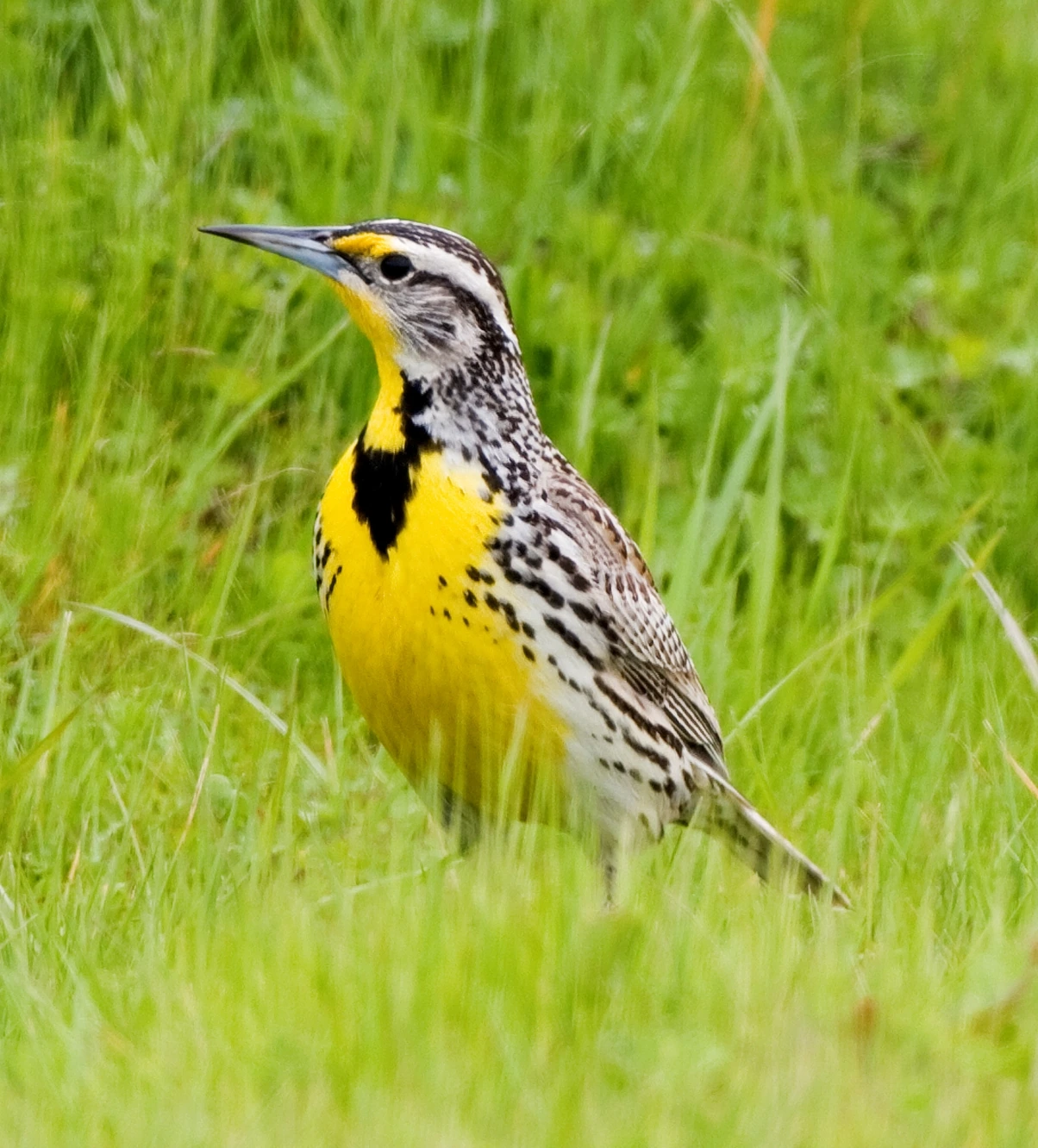 Western meadowlark standing in green grass
