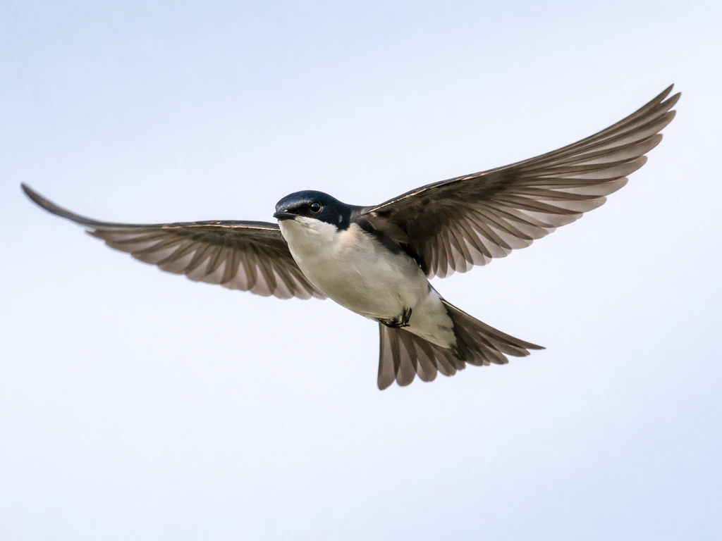 How Is a Bird Adapted to Fly? Key Anatomy and Mechanics