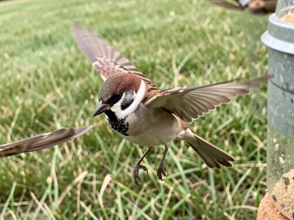 Bird turns into the wind on approach to a feeder perch