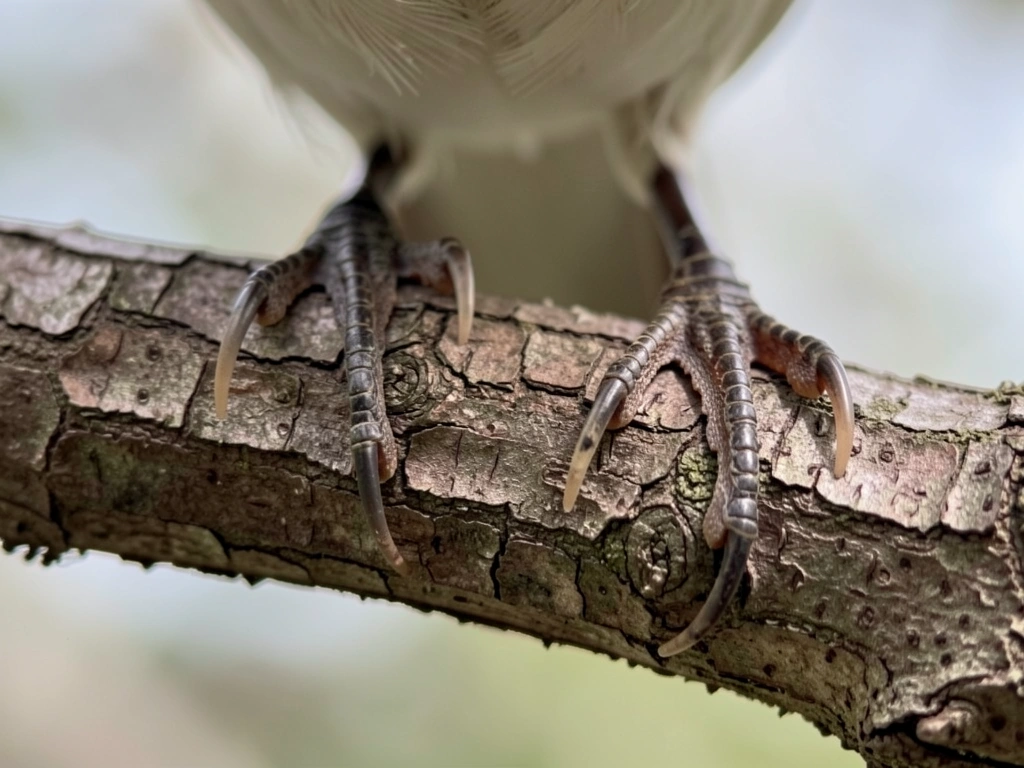 Close-up of bird toes gripping and adjusting on a perch after landing