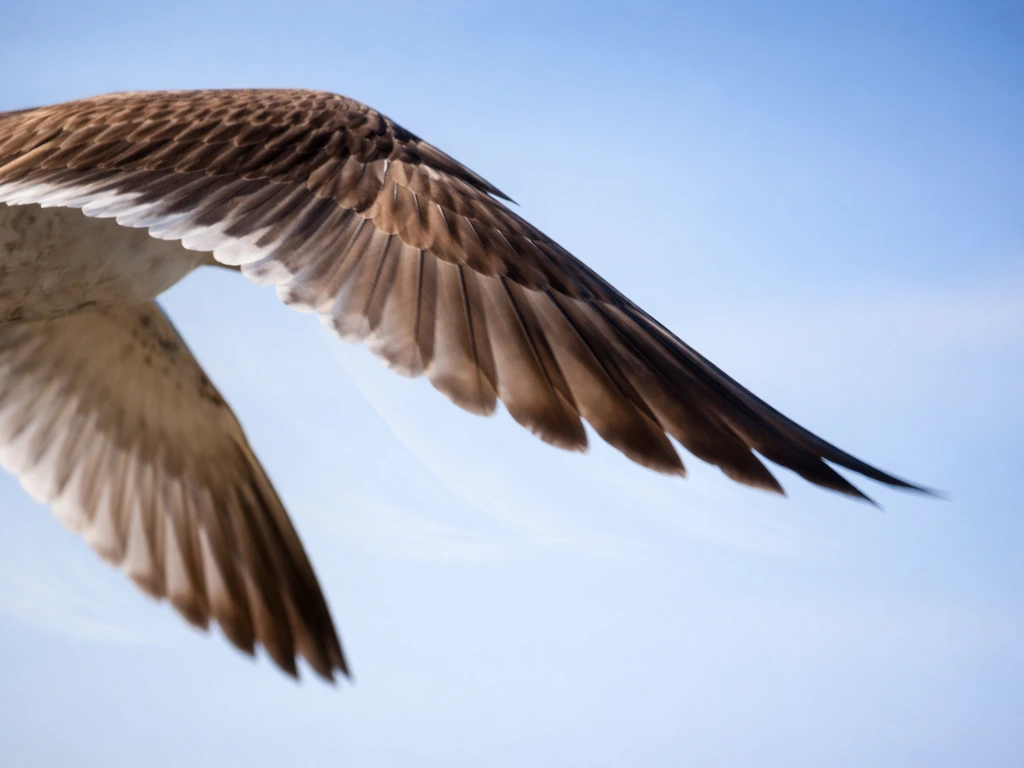a bird in flight meaning