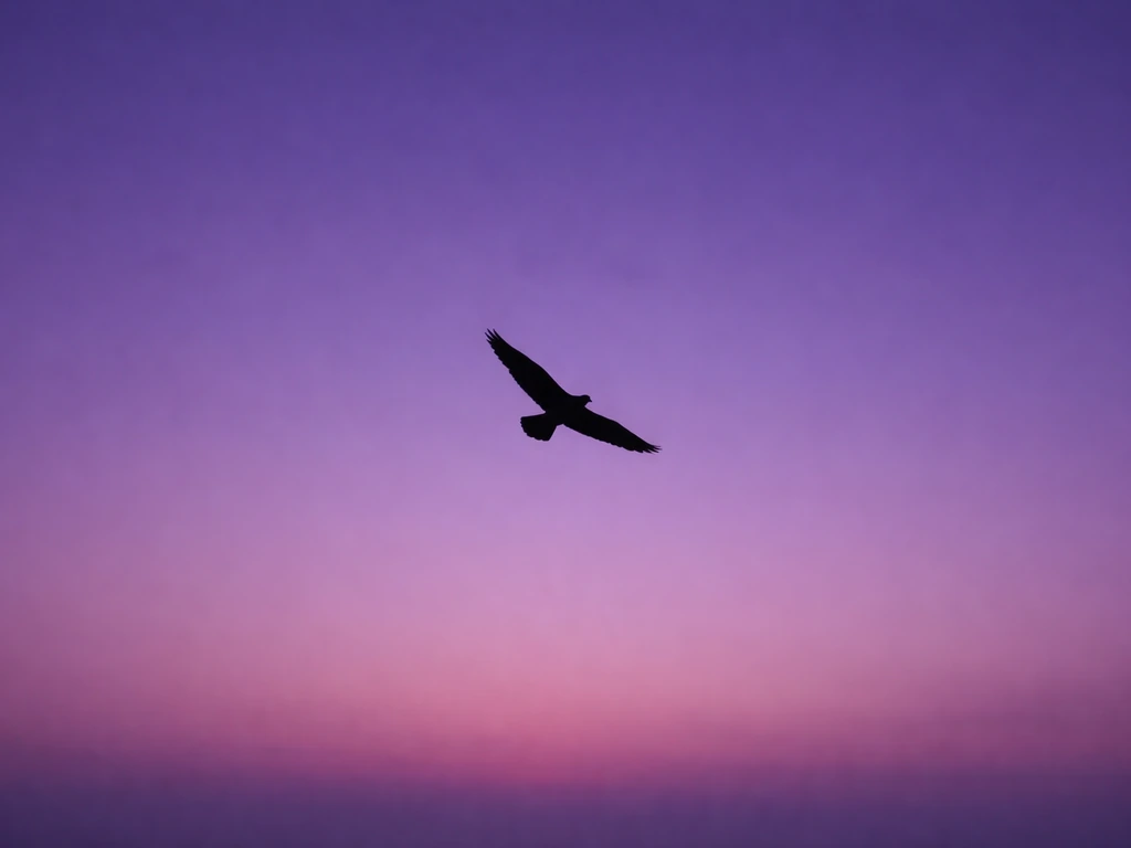deep purple bird has flown