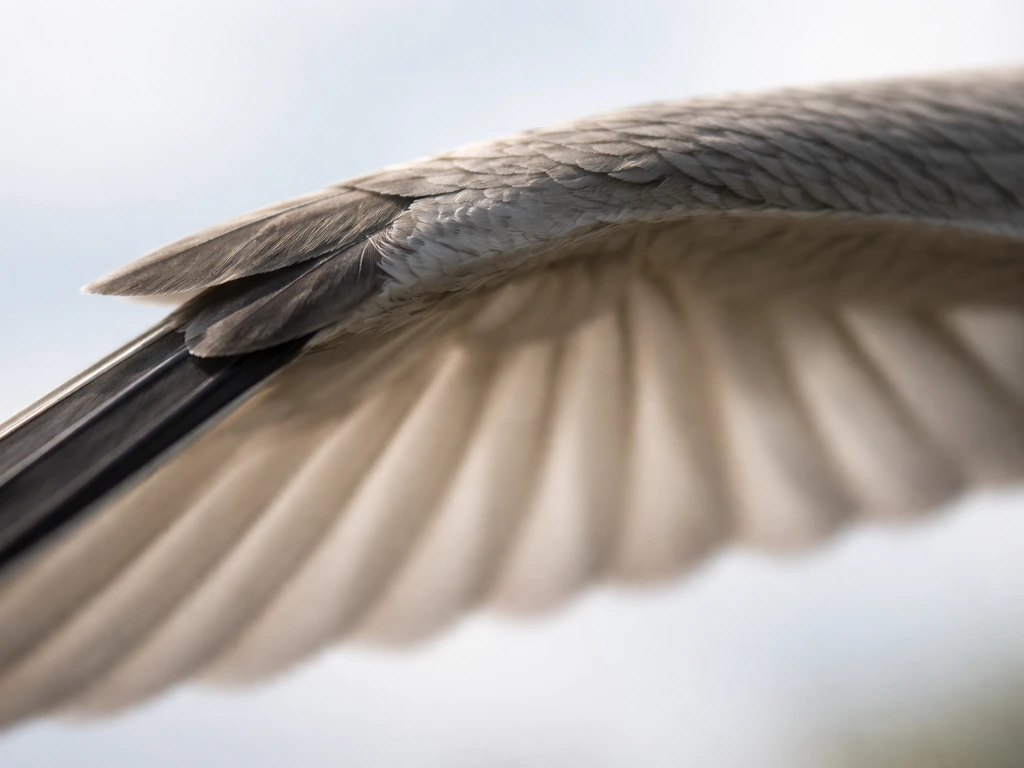 Close-up of a bird wing’s leading edge showing the alula cluster near the thumb joint and its lift at slow speed.
