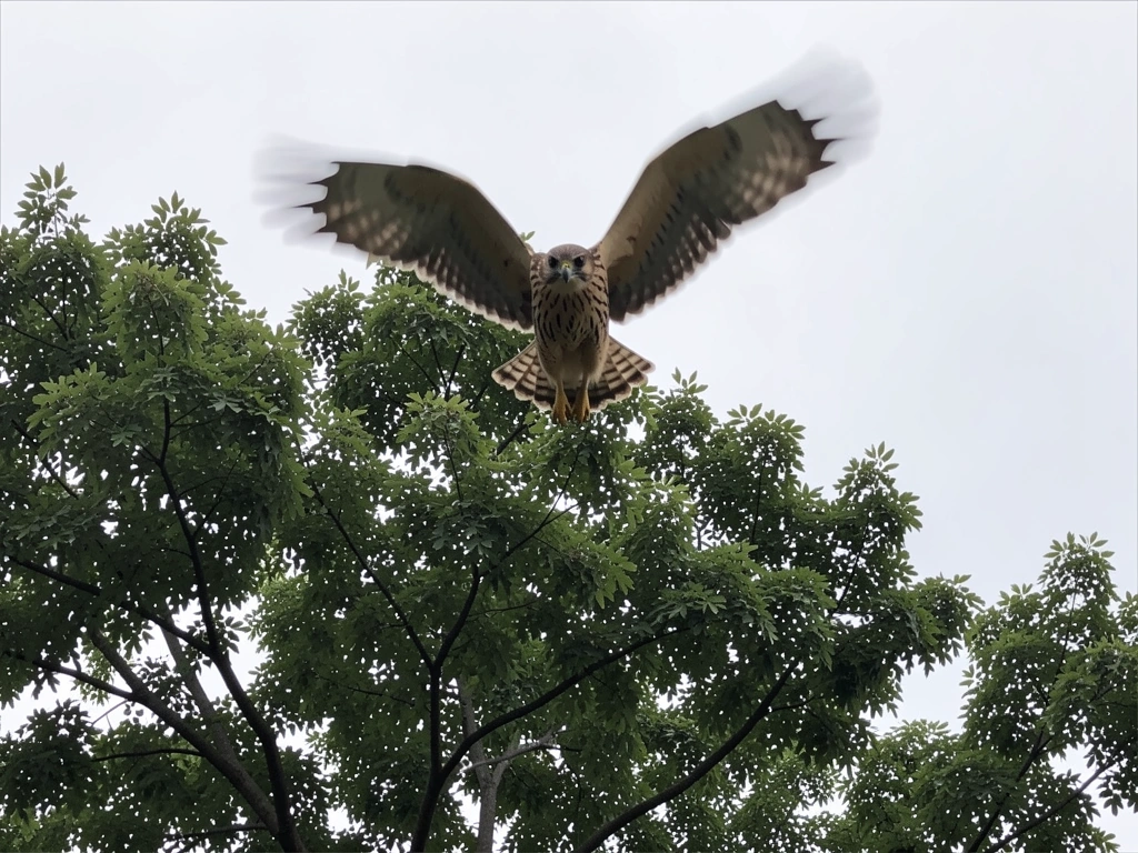 Hawk hunting or scouting above a tree canopy